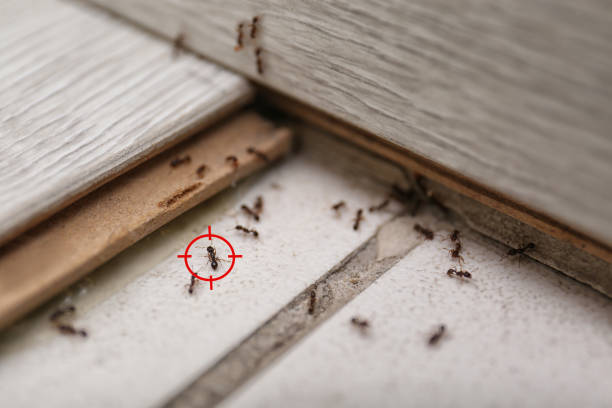 Best Pest Control for Restaurants  in Georgetown, IN