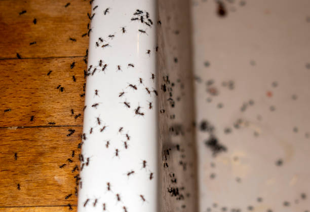Best Emergency Pest Control  in Georgetown, IN